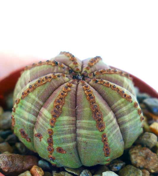 Rare Euphorbia obesa succulent, compact and spherical with ribbed segments, olive-green to purple tones, and rows of raised brown tubercles, grown in a pot with pebbles.