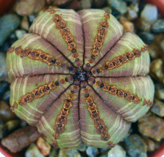 Collectible Euphorbia obesa cactus, top view showing its symmetrical ribs with striped green and purple variegation, and brown dotted markings along each ridge.