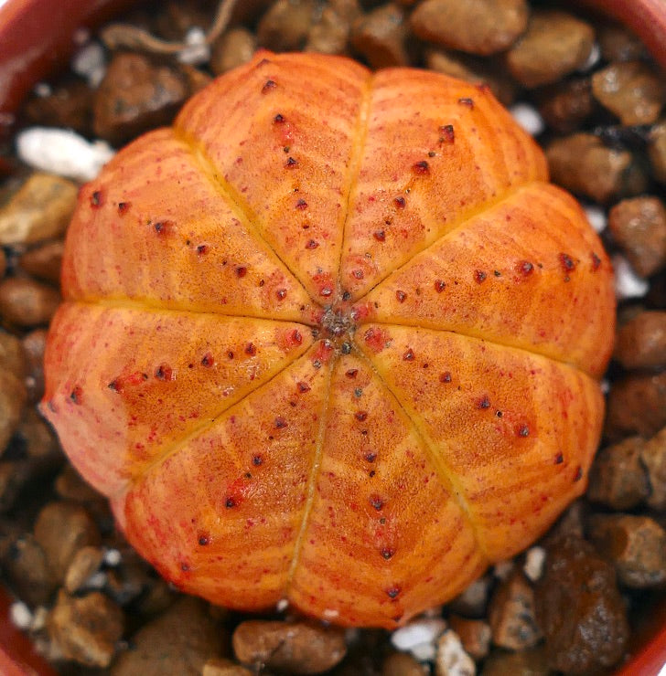 Euphorbia obesa suculenta rara con cuerpo redondeado acanalado de color naranja brillante y espinas pequeñas