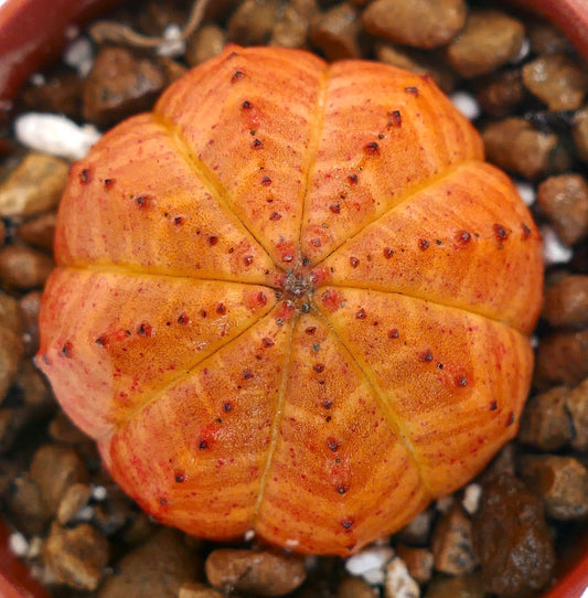Euphorbia obesa suculenta rara con cuerpo redondeado acanalado de color naranja brillante y espinas pequeñas