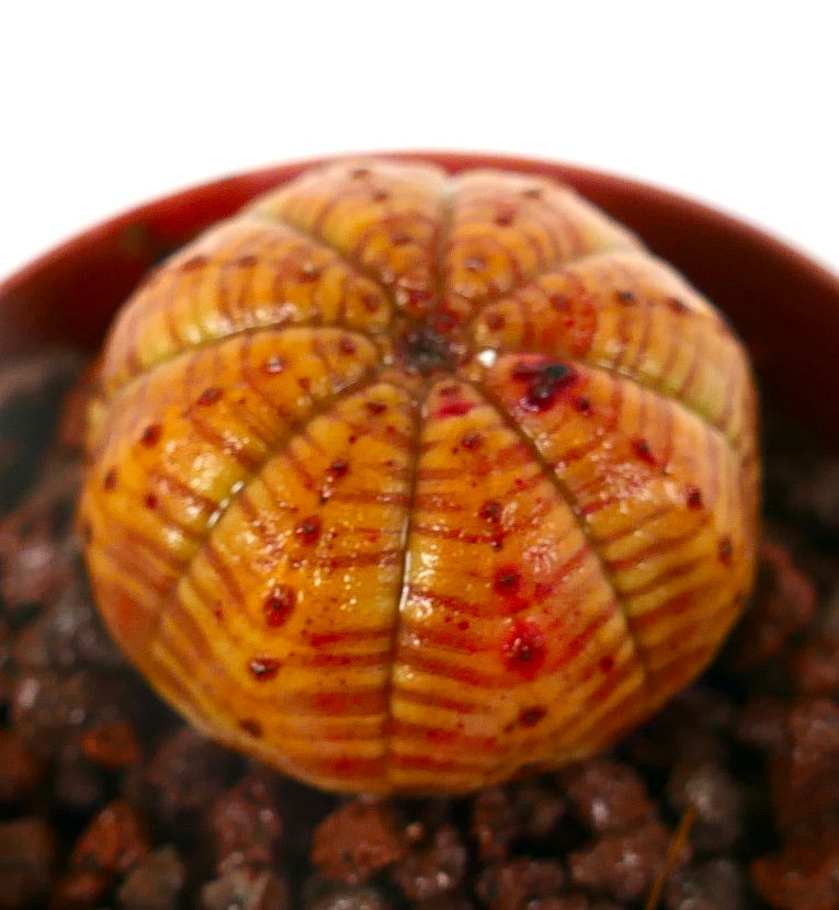 Suculenta Euphorbia obesa con patrón de rayas naranja y motas rojas en maceta