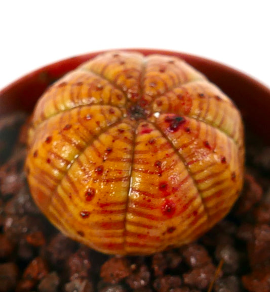 Euphorbia obesa sukkulent med oransje stripete mønster og røde flekker i potte