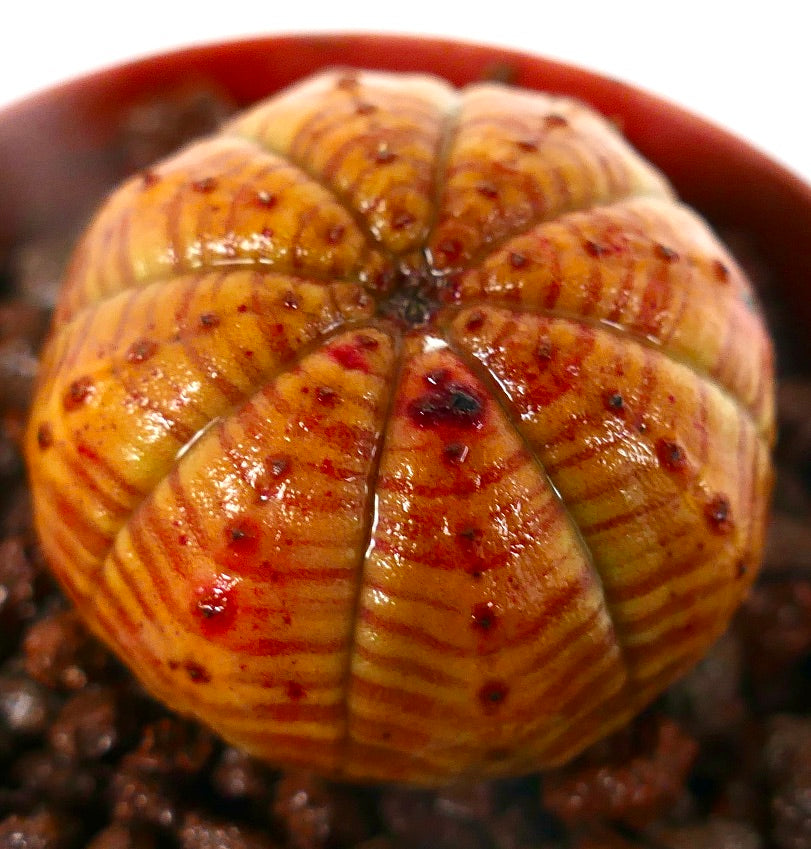 Suculenta Euphorbia obesa con cuerpo naranja redondeado y acanalado y patrón moteado en rojo