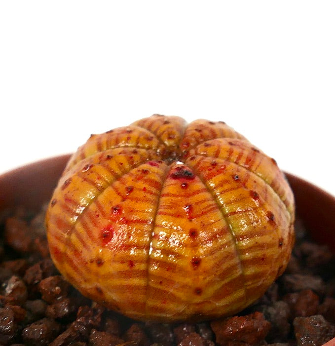 Suculenta Euphorbia obesa con patrón de rayas naranjas y pequeñas manchas rojas en el cuerpo redondeado