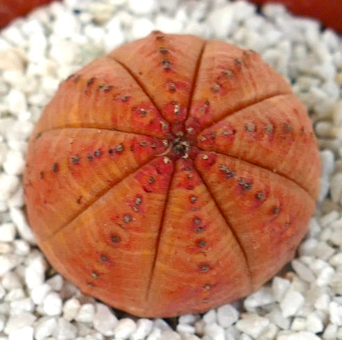 Euphorbia obesa seltene Sukkulente mit rundem, geripptem orangefarbenem Körper und kleinen Areolen