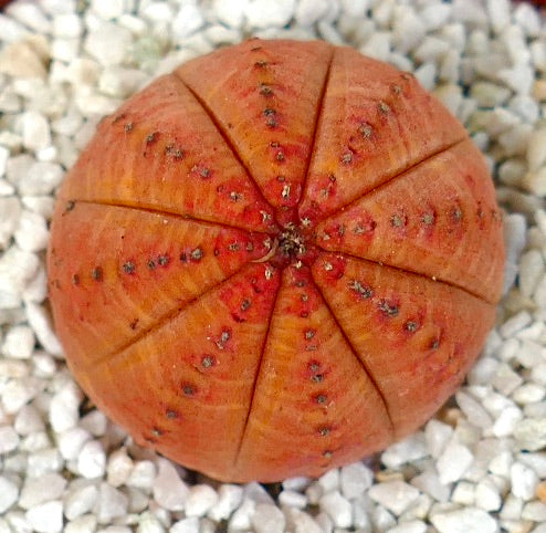 Euphorbia obesa Sukkulente mit rundem, orangefarbenem, geripptem Körper und kleinen dunklen Areolen