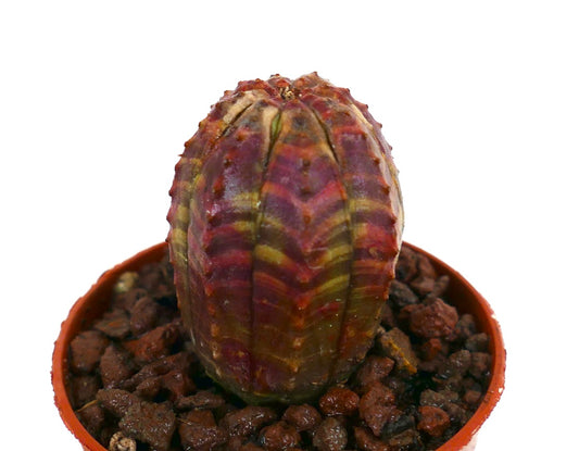 丸みを帯びた肋骨状の胴体とピンクと緑の縞模様の班入りを持つユーフォルビア・オベサの多肉植物