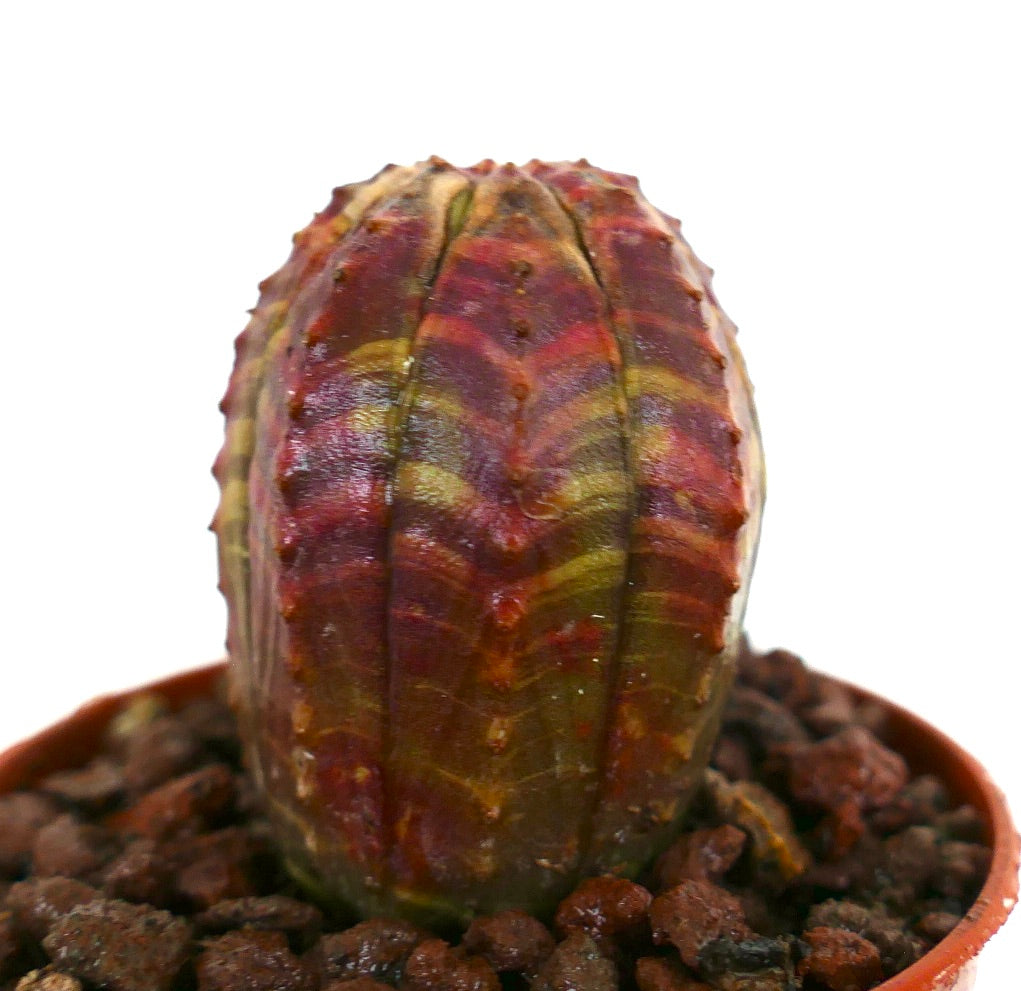 ユーフォルビア・オベーサ 多肉植物のサボテン、丸みを帯びた形状とピンクと緑の縞模様の斑入り