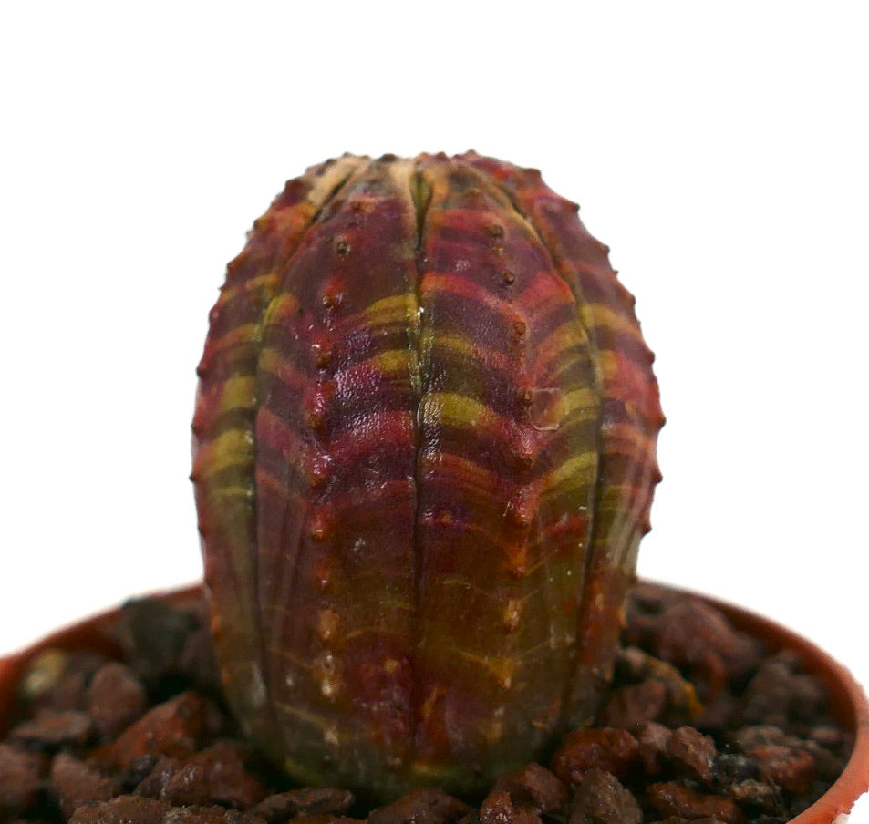 丸みを帯びた肋状の胴体と赤緑の縞模様が特徴の多肉植物、ユーフォルビア・オベサ