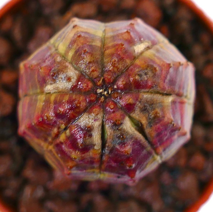 丸みを帯びた形状と赤緑の斑入りテクスチャーのユーフォルビア・オベサ多肉植物