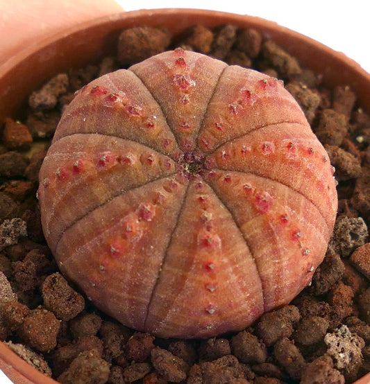 Euphorbia obesa Sukkulente mit rundem, geripptem Körper und kleinen roten Warzen, die in felsigem Boden wächst