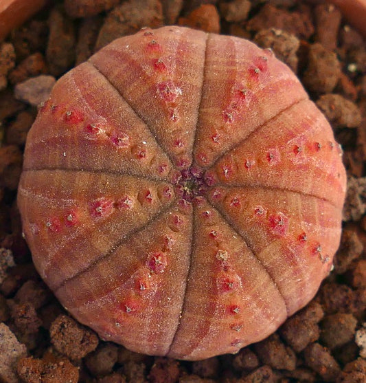 Euphorbia obesa Sukkulente mit rundem, geripptem Körper und rot eingefärbter, strukturierter Oberfläche
