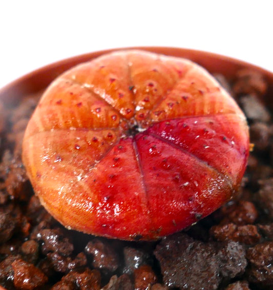 Euphorbia obesa SUPER RED AV6