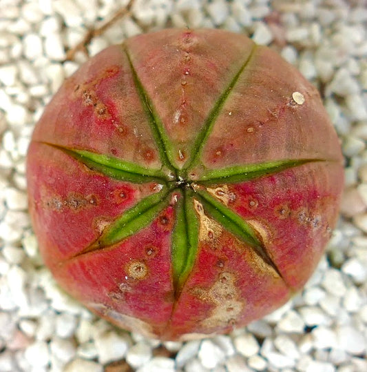 Euphorbia obesa succulent with star-shaped green ridges and red textured body