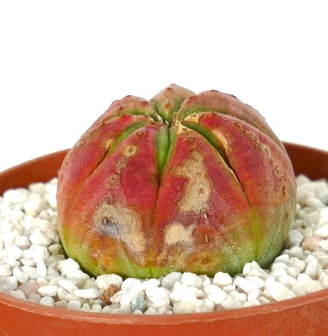 Euphorbia obesa succulent with rounded star shape and red-green variegated tones
