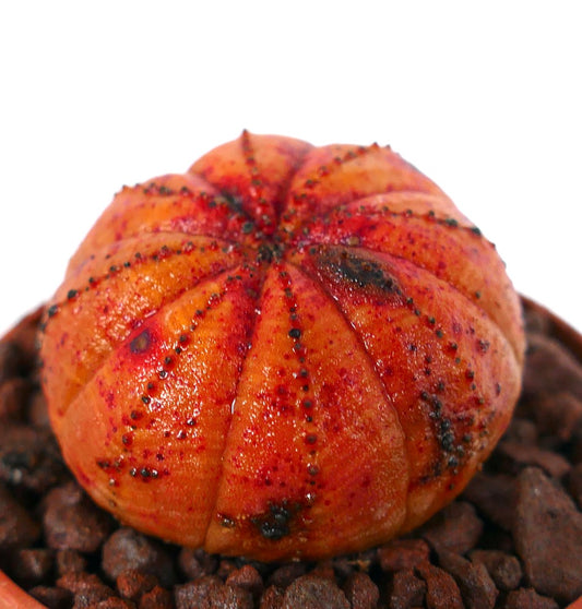 鮮やかな赤橙色の胴体と黒い斑点模様が特徴のユーフォルビア・オベサ 多肉植物