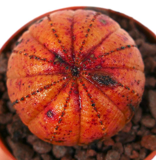 ユーフォルビア・オベサ 希少な多肉植物 鮮やかなオレンジと黒の斑点模様