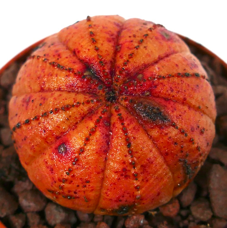 에우포르비아 오베사 희귀 다육식물, 주황색과 검은색 얼룩무늬가 있는 둥근 몸체