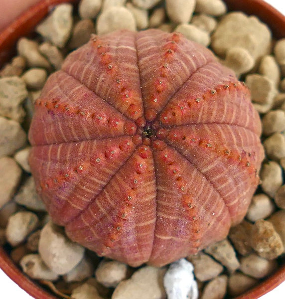 ユーフォルビア　オベサ　イタリア産　3点セットEuphorbia obesa ユーフォルビア オベサ イタリア産 3点セットEuphorbia obesa