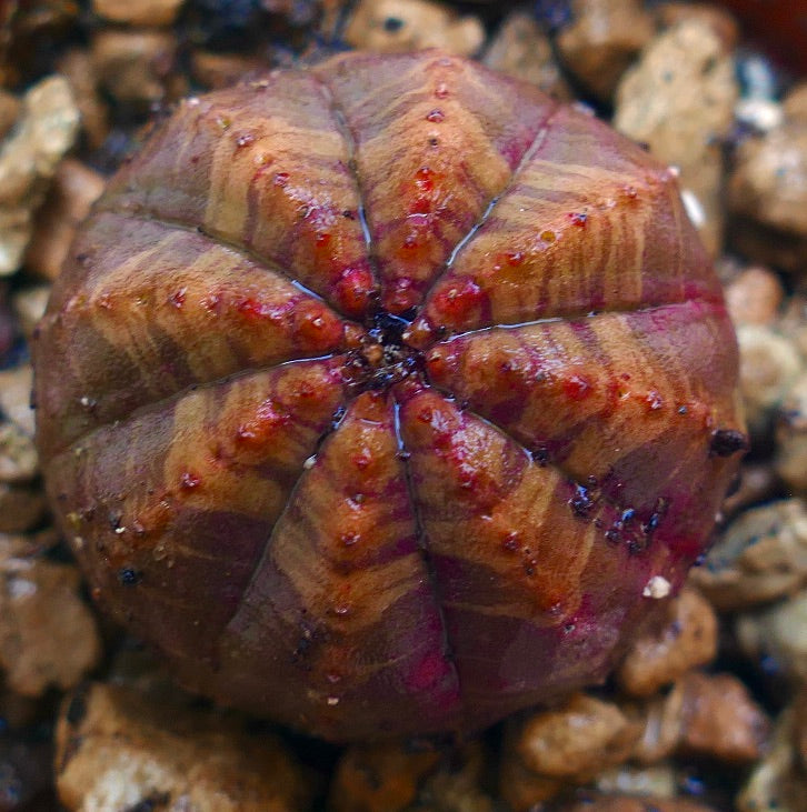Euphorbia obesa suculenta rara con estructura redondeada acanalada y marcas rojizas