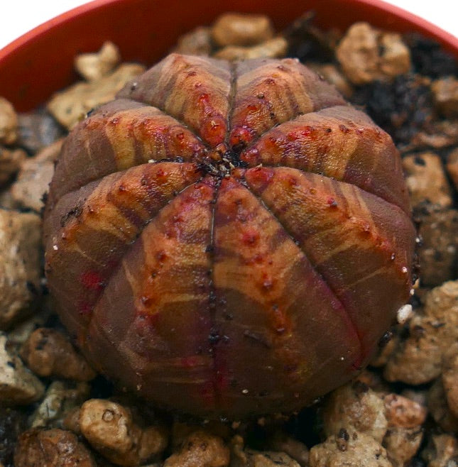 Suculenta Euphorbia obesa con cuerpo redondeado y acanalado y patrón de rayas marrón rojizo