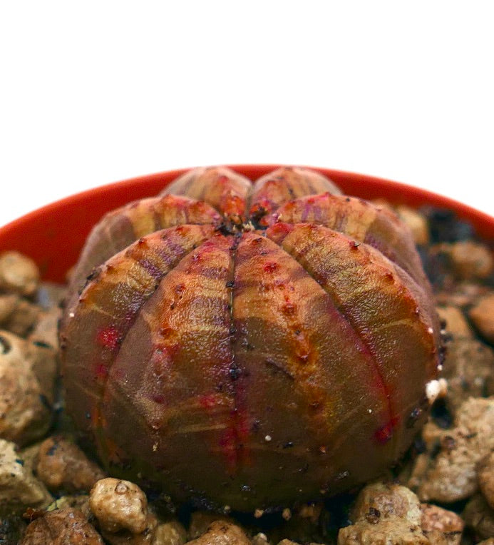 Euphorbia obesa suculenta rara con estructura redondeada y acanalada y marcas rojizas
