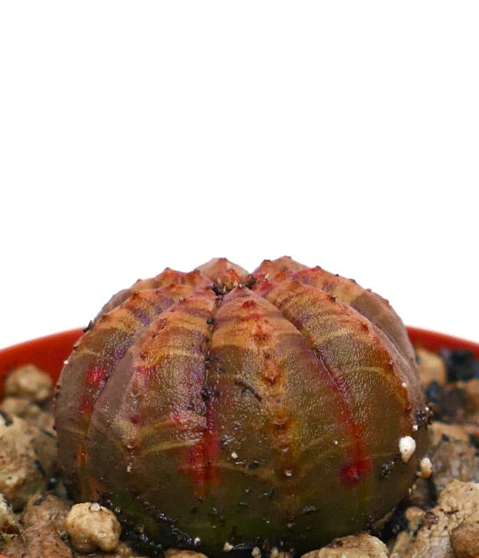 Euphorbia obesa suculenta rara con cuerpo redondeado acanalado y acentos rojizos en la tierra