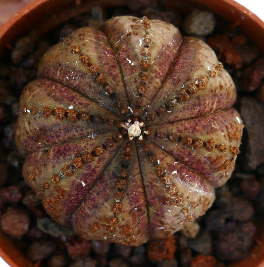 Euphorbia obesa succulent with rounded ribbed body and brown spotted pattern