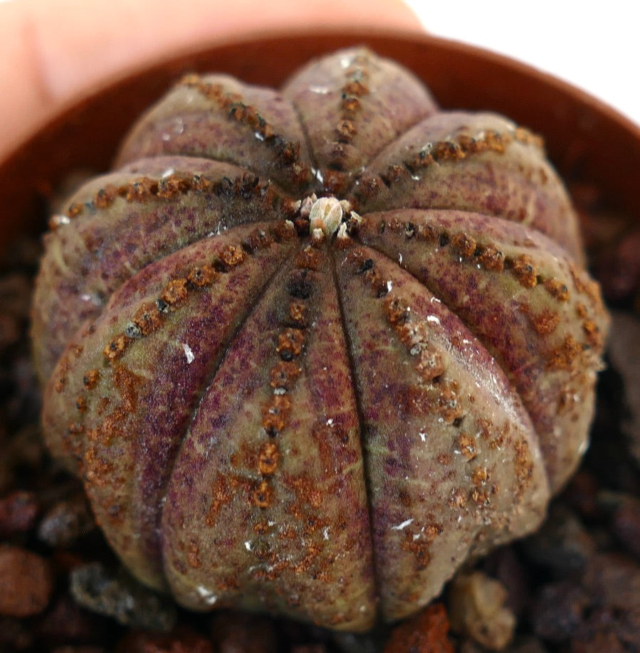 Succulenta Euphorbia obesa con coste arrotondate e superficie testurizzata maculata di marrone