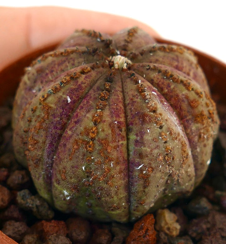 Euphorbia obesa succulenta con forma arrotondata e superficie testurizzata marrone maculata