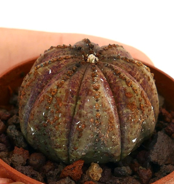 Succulenta Euphorbia obesa con costole rotonde e superficie testurizzata marrone maculata