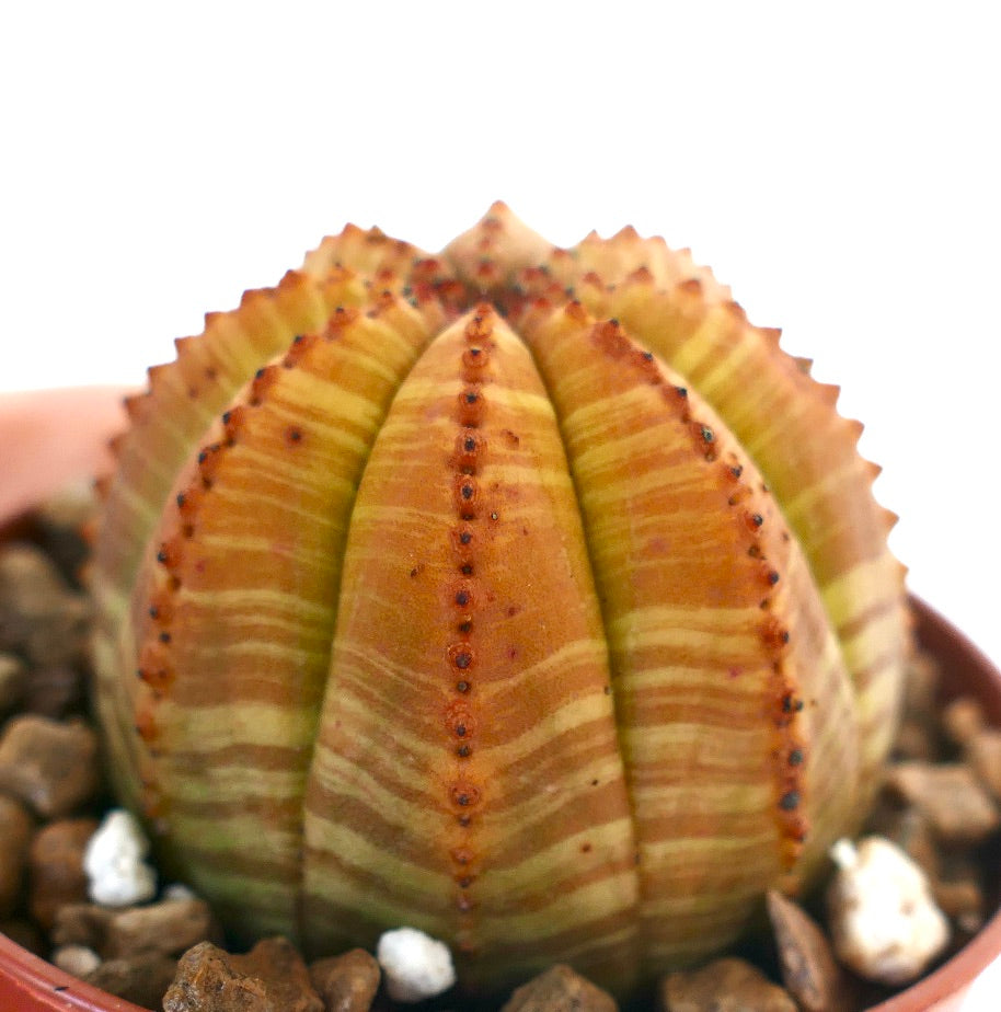Suculenta Euphorbia obesa con estructura variegada acanalada, rayada y redondeada