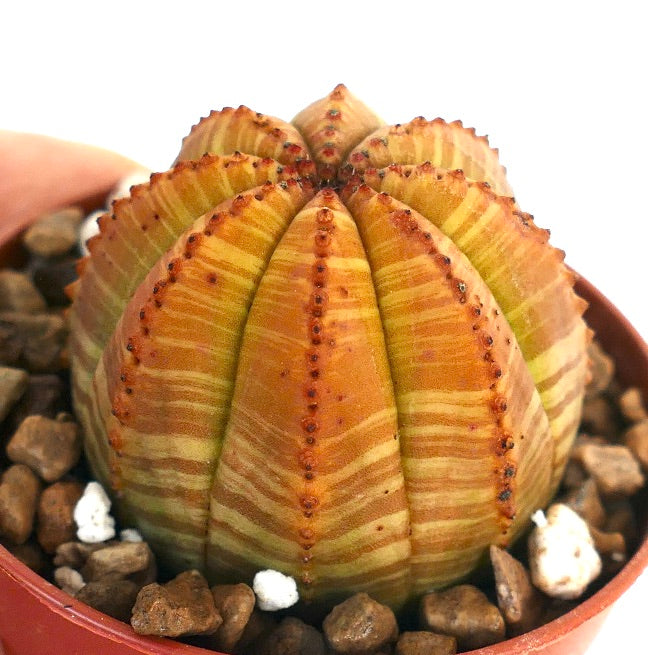 Euphorbia obesa suculenta cactus con patrón veteado, rayado en verde amarillento variegado