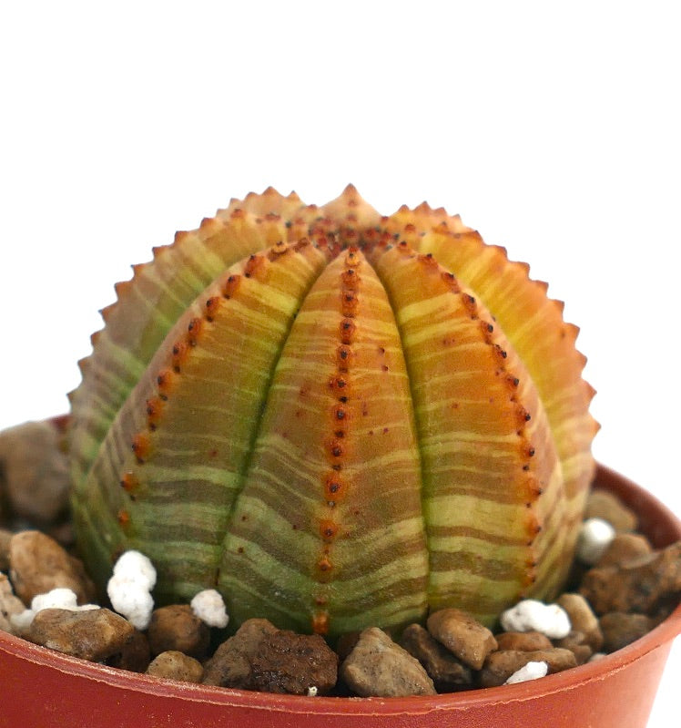 Euphorbia obesa suculenta cactus con cuerpo acanalado rayado y variegado en verde y amarillo
