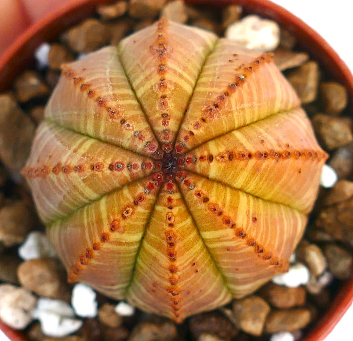 Suculenta Euphorbia obesa con patrón estriado y variegado en verde y amarillo con costillas y pequeños areolos marrones