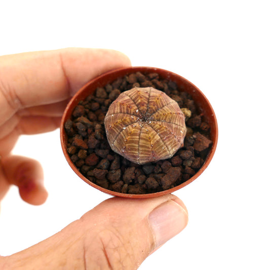 Euphorbia obesa small round succulent with striped brown and beige markings in pot