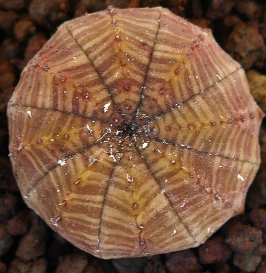 Euphorbia obesa succulent with striped variegated pattern and rounded ribbed structure
