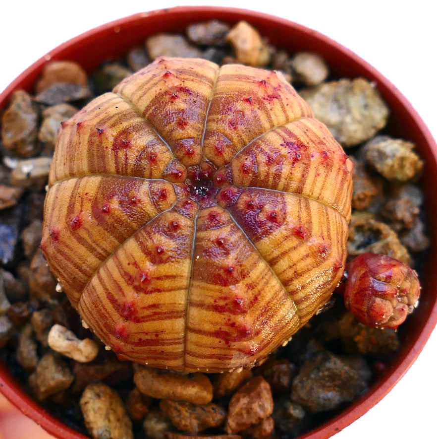 Suculenta Euphorbia obesa con patrón de rayas y tubérculos rojizos en maceta
