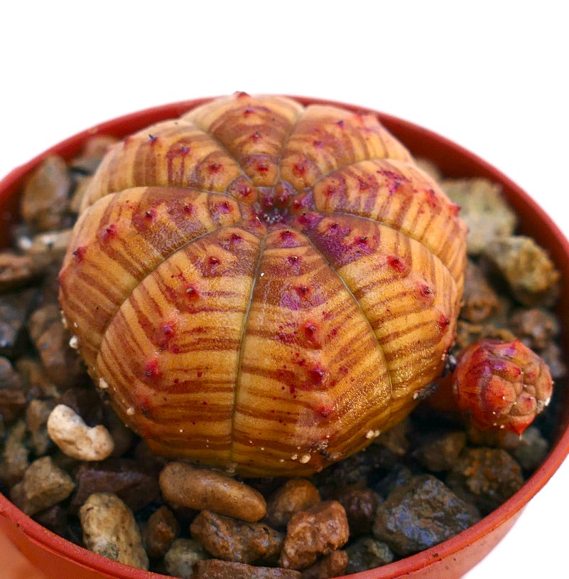 Euphorbia obesa con un distintivo patrón a rayas y pequeños tubérculos rojos en maceta