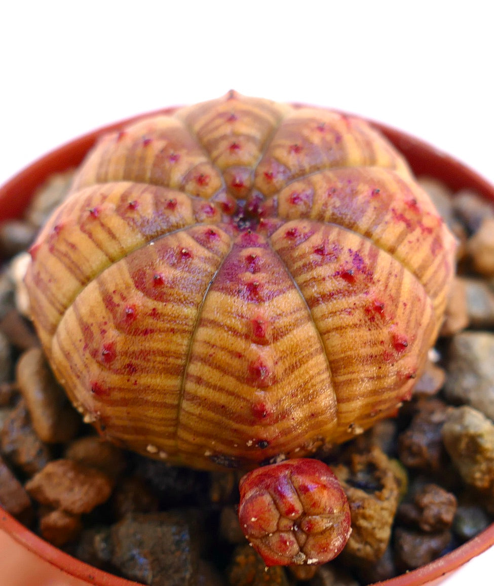 Suculenta Euphorbia obesa con patrón a rayas y pequeños tubérculos rojos en maceta