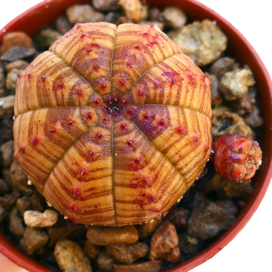 Suculenta Euphorbia obesa con patrón a rayas y tubérculos rojizos en maceta