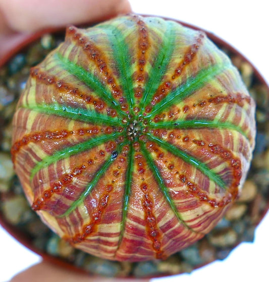 ユーフォルビア・オベサ SUPER STRIATA RED GREENの上面図。鮮やかな肋状模様が深紅と明るい緑の縞模様で交互に現れています。