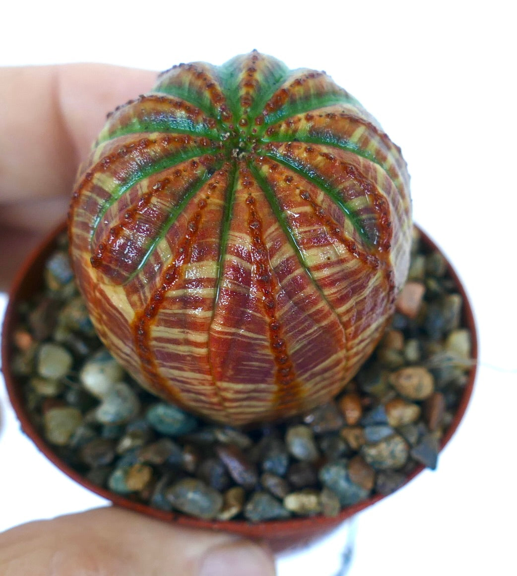 Euphorbia obesa SUPER STRIATA RED GREEN cactus in pot, highlighting vertical red-green stripes and symmetrical ribbed structure.