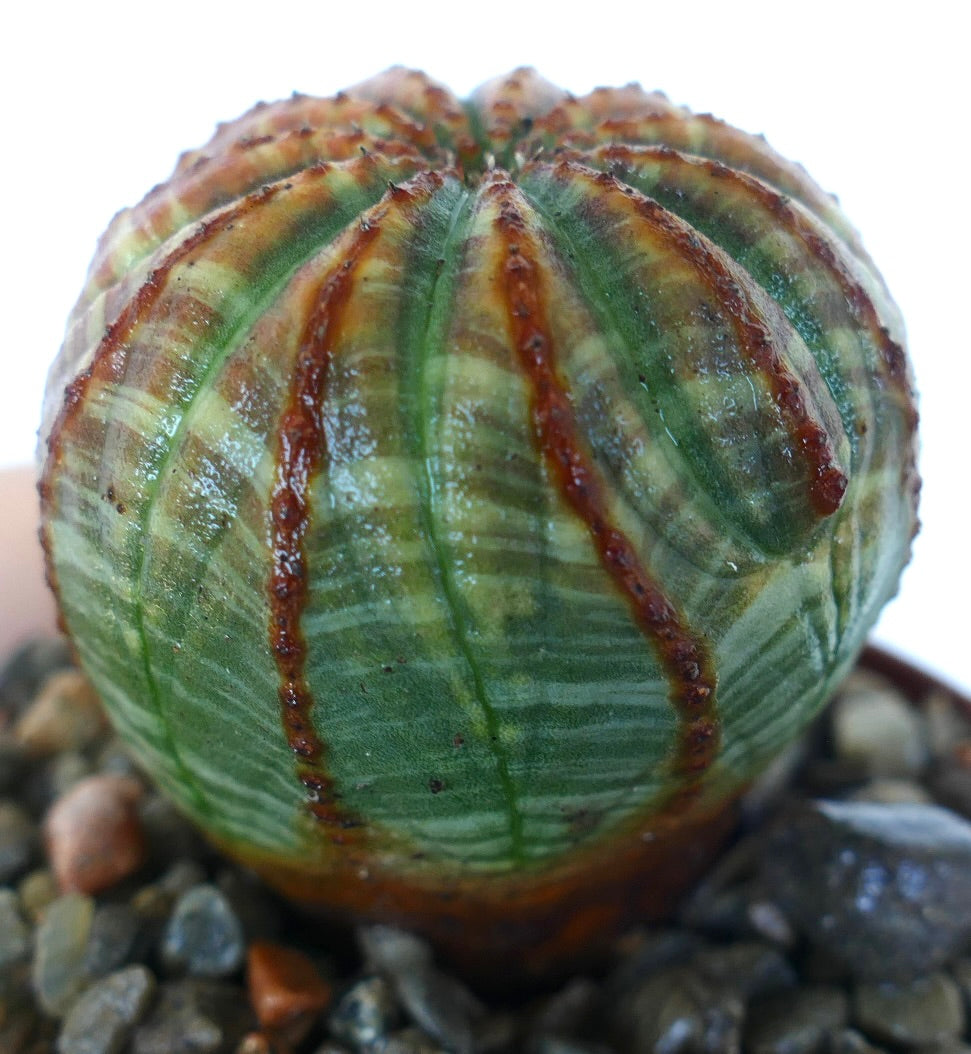 Euphorbia obesa SUPER STRIATA RED GREEN close-up, glossy ribs with alternating dark red and fresh green hues.