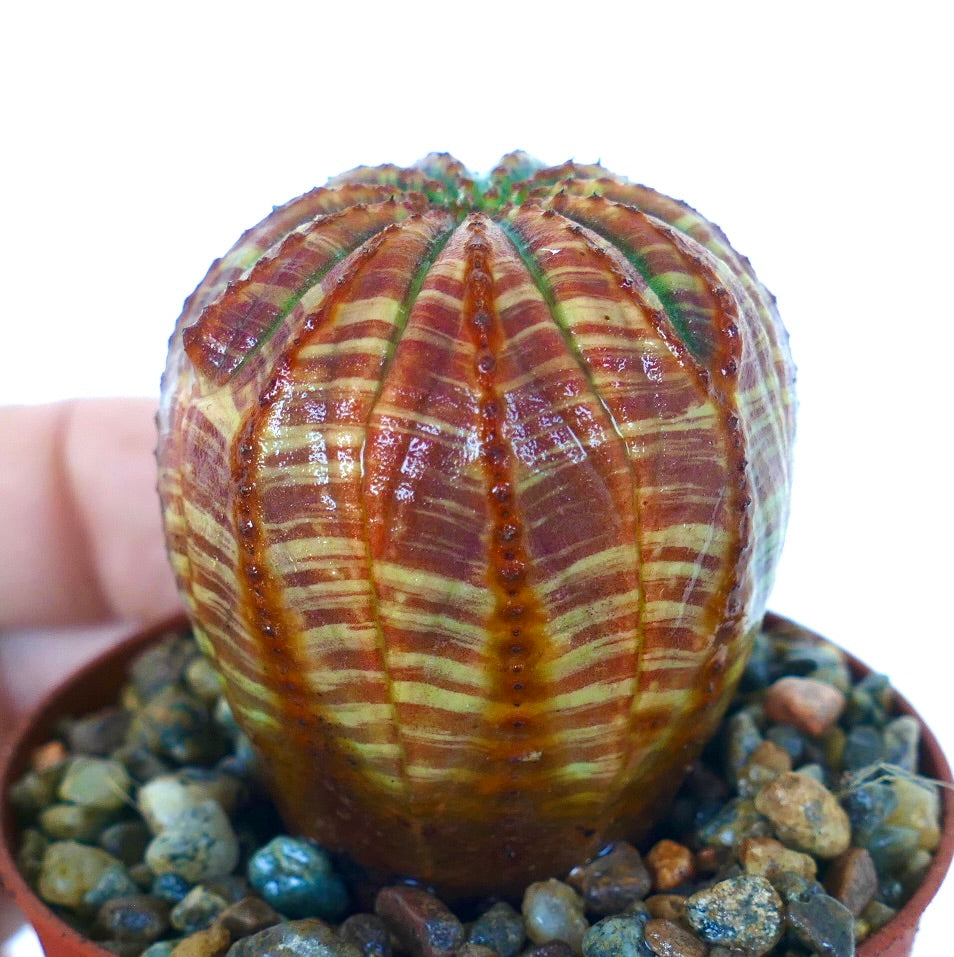 Euphorbia obesa SUPER STRIATA RED GREEN side view, rare geometric cactus with intense red-green striping.
