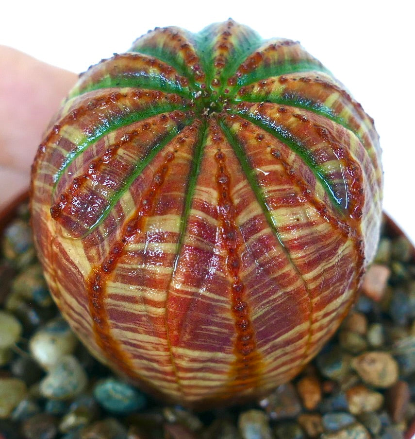 Euphorbia obesa SUPER STRIATA RED GREEN hybrid, displaying unique color gradient from green base to red top.