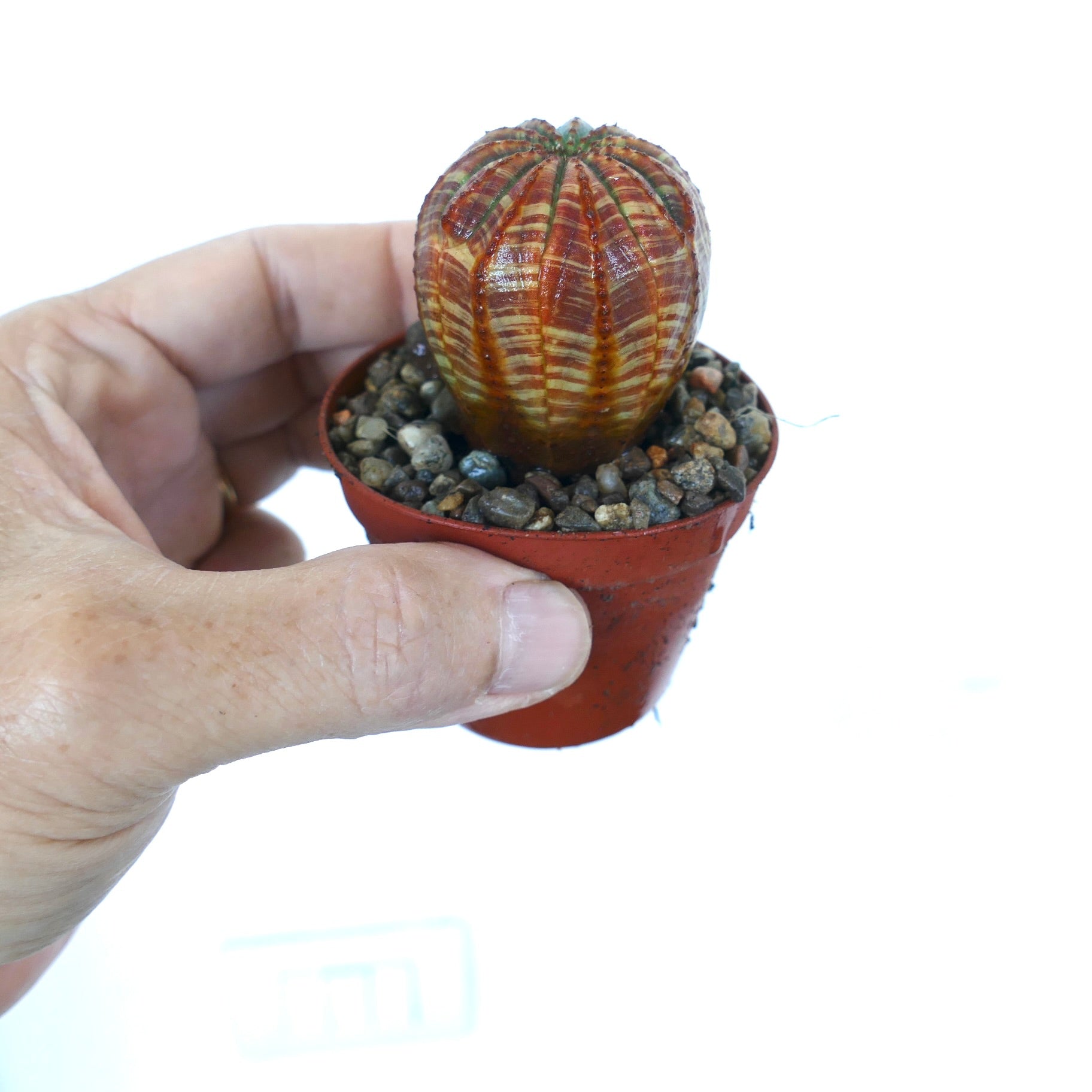Euphorbia obesa SUPER STRIATA RED GREEN, overhead view showing vibrant rib symmetry and bold color contrast.