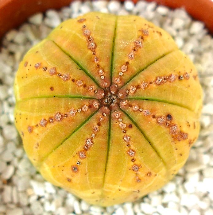 Euphorbia obesa SUPER YELLOW