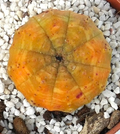 Euphorbia obesa rare succulent with rounded ribbed yellow-orange body and small brown spots