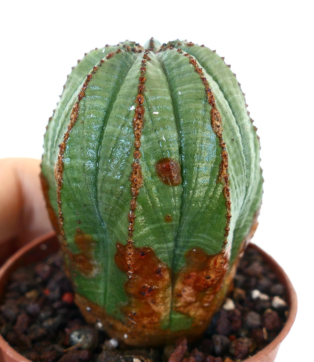 Primer plano de Euphorbia obesa en una maceta, mostrando su cuerpo verde alto y acanalado con crestas verticales y marcas marrones visibles cerca de la base.
